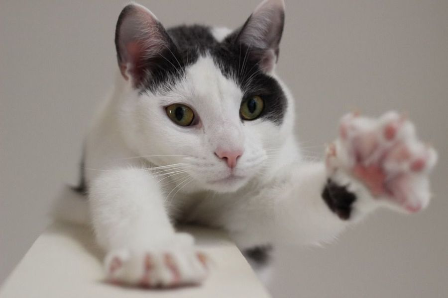 White cat reaching a paw toward the camera